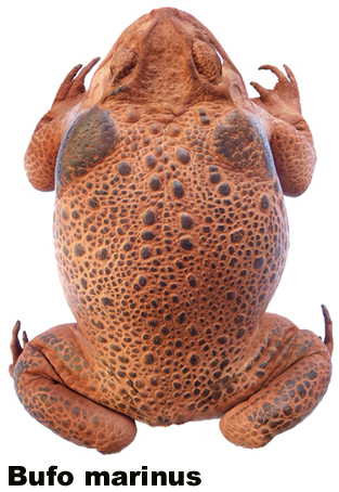 Bufo marinus