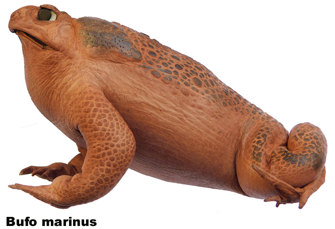 Bufo marinus