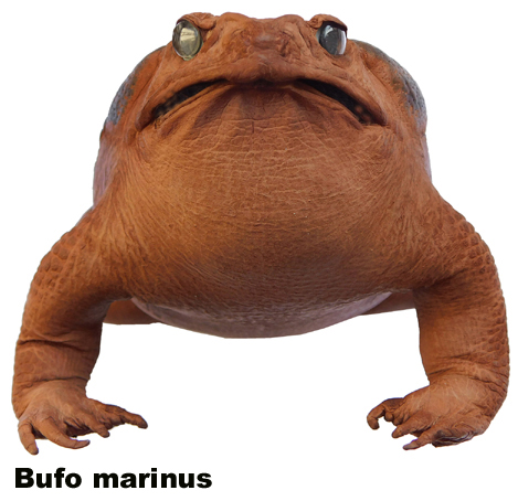 Bufo marinus