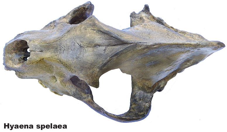 Hyaena spelaea