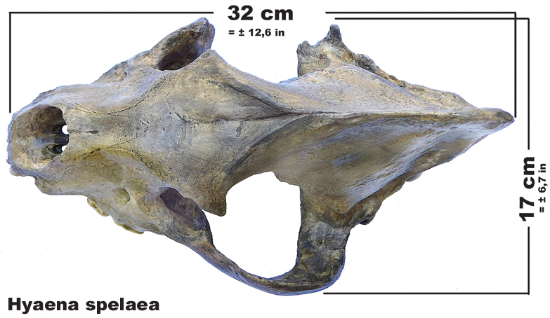 Hyaena spelaea