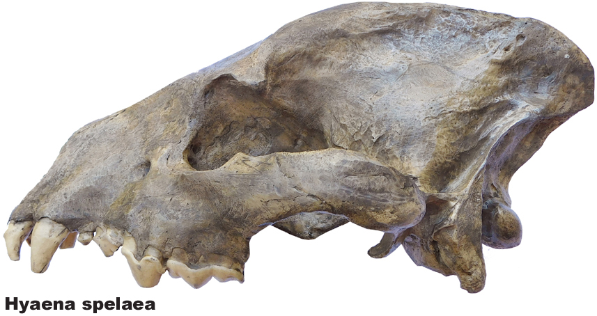 Hyaena spelaea