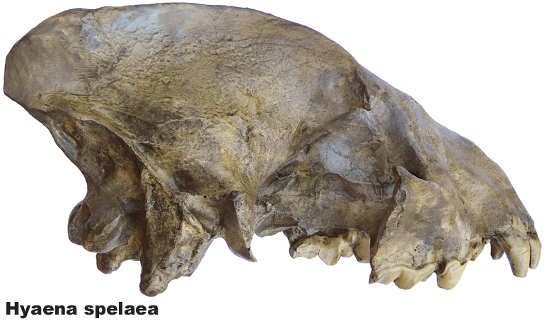 Hyaena spelaea