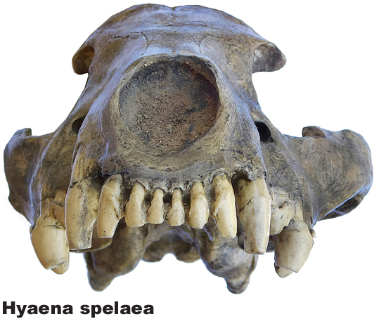 Hyaena spelaea