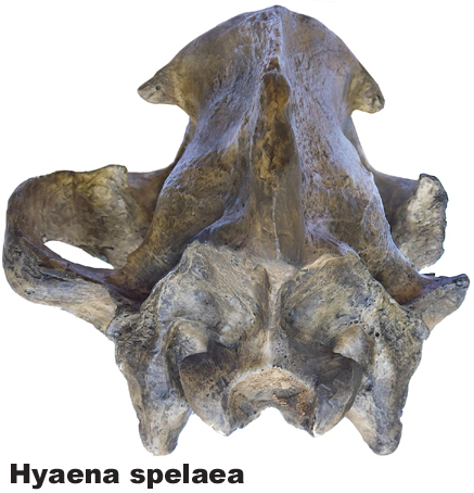 Hyaena spelaea