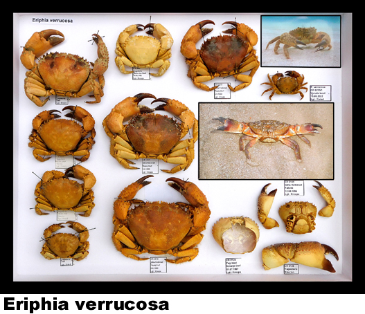 Eriphia verrucosa