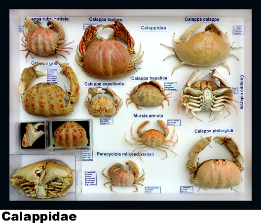 Calappidae