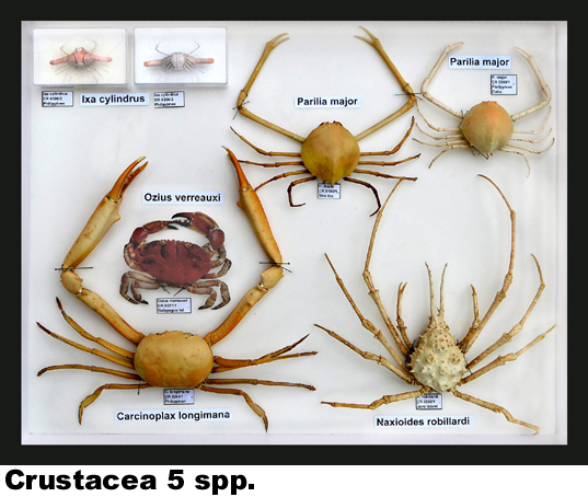 Crustacea