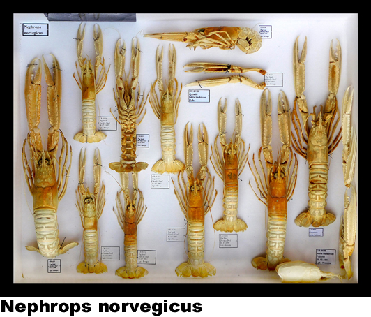 Nephrops norvegicus