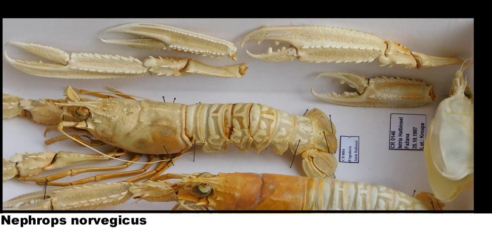 Nephrops norvegicus