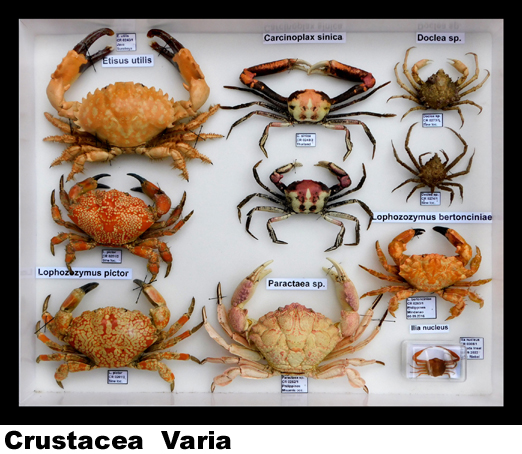 Crustacea