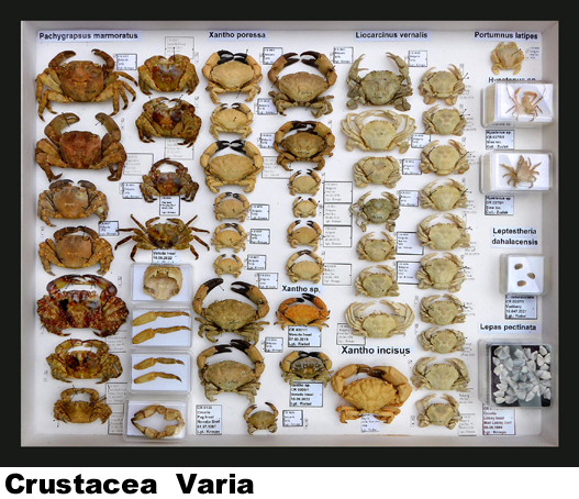 Crustacea