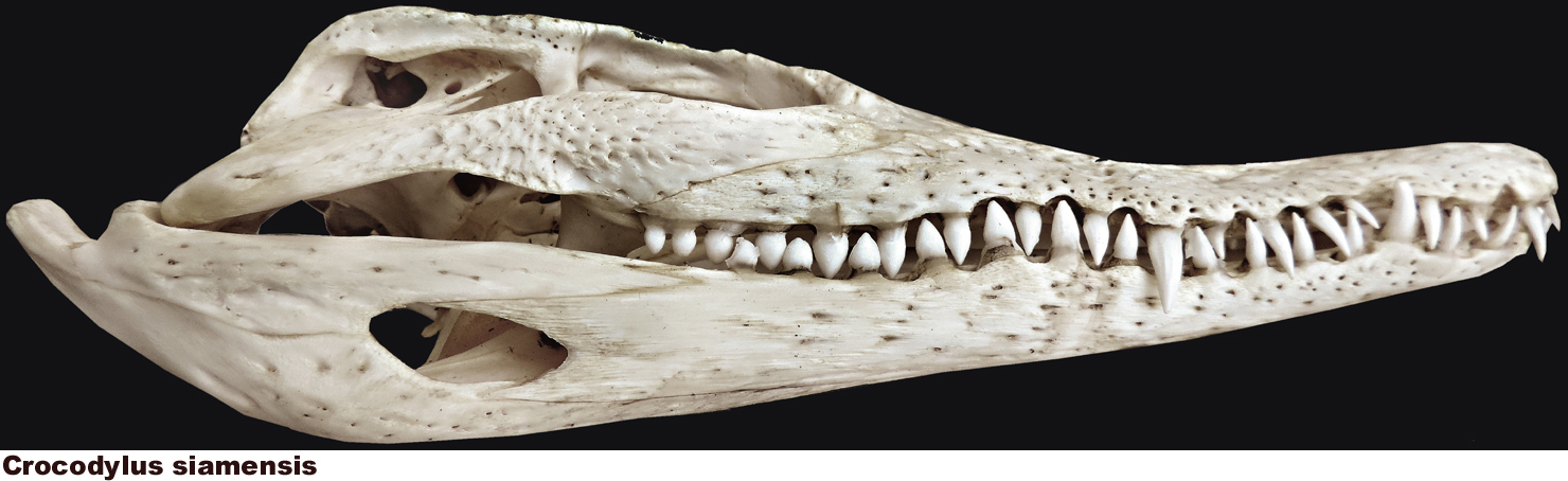 Crocodylus siamensis