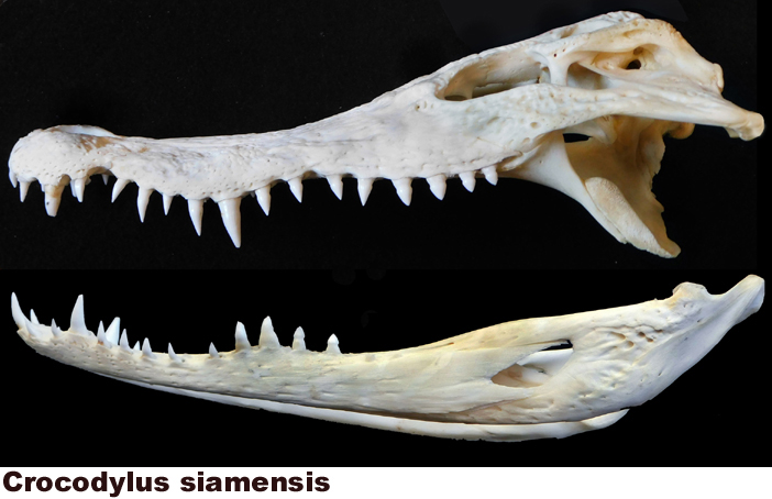 Crocodylus siamensis