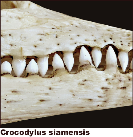 Crocodylus siamensis