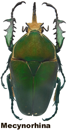 Mecynorhina